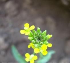 窄翅南芥 窄翅南芥