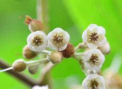 繁花藤山柳 繁花藤山柳