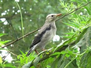 羽毛未豐 羽毛未豐