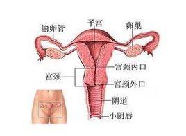 陰道後穹窿觸痛 陰道後穹窿觸痛