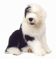 純種古代牧羊犬