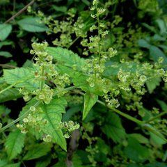 獨龍五葉參 獨龍五葉參