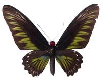 咬鵑翠葉紅頸鳳蝶(雌)