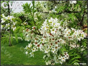 文冠果屬 文冠果屬