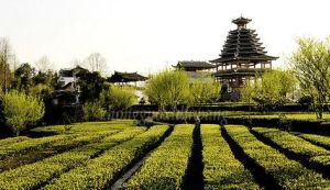 芭蕉楓香坡侗族風情寨