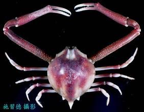 遁形長臂蟹 遁形長臂蟹