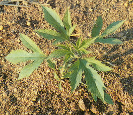 三裂葉絹蒿系 三裂葉絹蒿系