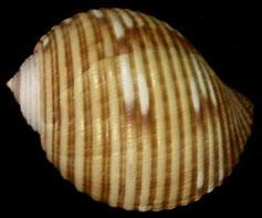 黑口鶉螺 黑口鶉螺