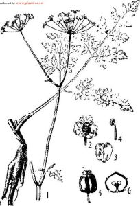 凹乳芹屬 凹乳芹屬