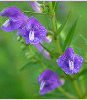 Scutellaria baicalensis
