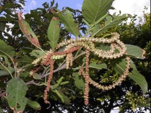 台灣赤楊葉 台灣赤楊葉