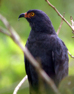 黑臀食螺鳶 黑臀食螺鳶