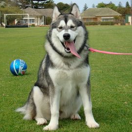 阿拉斯加雪橇犬 阿拉斯加雪橇犬