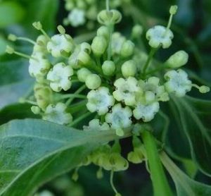 魚骨木屬 魚骨木屬