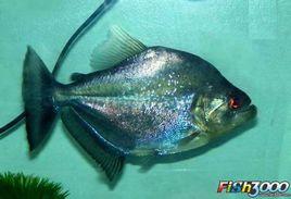 黑紫羅蘭食人鯧 黑紫羅蘭食人鯧