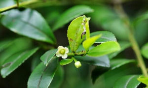 梨葉冬青 梨葉冬青