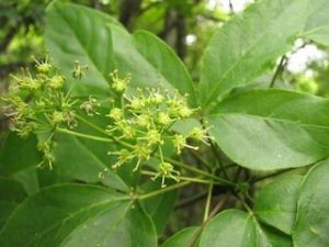 吳萸葉五加 吳萸葉五加