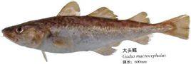 大頭鱈 大頭鱈