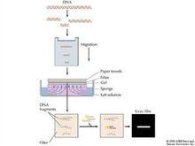 southern印跡雜交原理流程圖