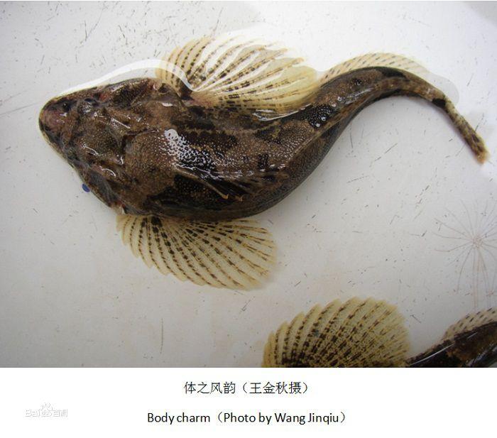 四腮鱸魚