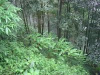 烏打白自然村生態林