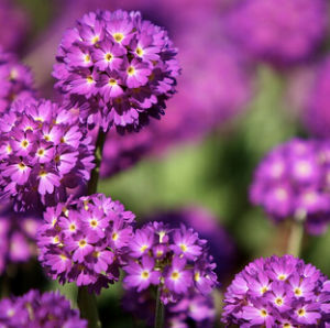 疏序球花報春 疏序球花報春