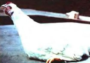 雞傳染性喉氣管炎