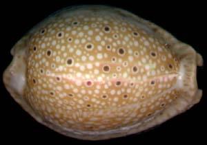 慧眼寶螺 慧眼寶螺