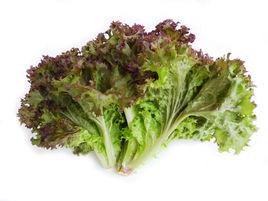 紅花葉生菜 紅花葉生菜