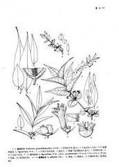 女貞葉忍冬 女貞葉忍冬