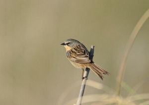 長尾雀屬 長尾雀屬