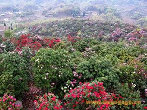 百里杜鵑國 百里杜鵑國