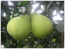 汶朗蜜柚 汶朗蜜柚