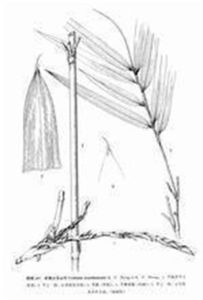 單枝玉山竹 單枝玉山竹