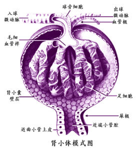 腎小體