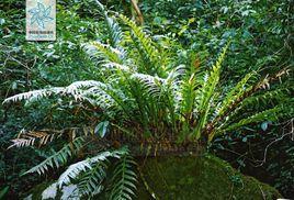 莖葉體植物 莖葉體植物