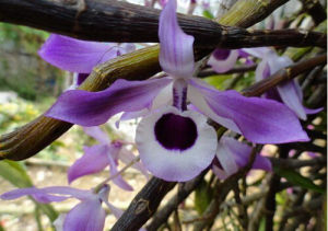 喇叭唇石斛 喇叭唇石斛