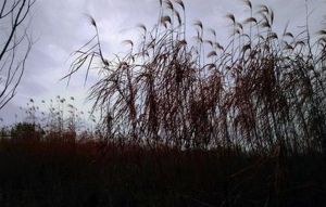 崗柴(原變型) 崗柴(原變型)