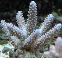 鹿角花珊瑚