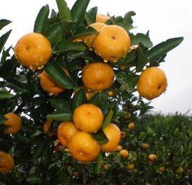 南豐蜜桔 南豐蜜桔