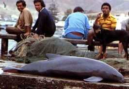 棘鰭鼠海豚 棘鰭鼠海豚