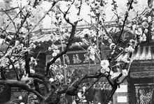 昆明黑龍潭梅韻