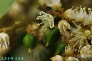 茸毛無患子 茸毛無患子