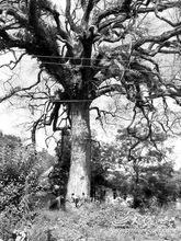 千年古樟遭毒手