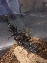 坦尚尼亞紅爪帝王蠍