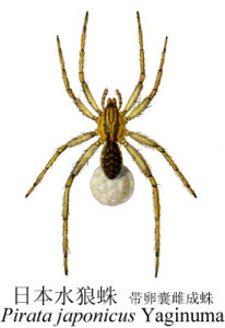 日本水狼蛛 日本水狼蛛