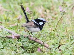 華麗細尾鷯鶯 華麗細尾鷯鶯