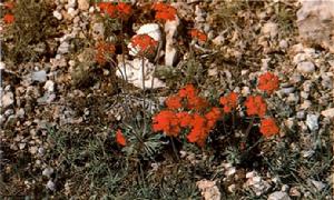 《報春花》 《報春花》