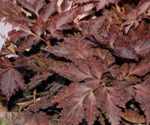 湖北紫堇 湖北紫堇