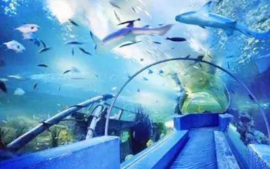 青島不服!我不是只有大龍蝦出名!